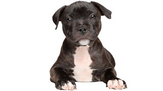 Staffy Puppies 101 Everything You Need to Know [upl. by Tuck]