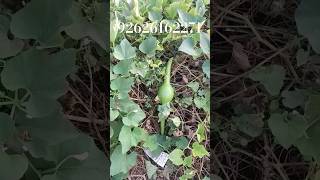 Jangling Botala kerala madaki sorakayi pungi available [upl. by Weil]