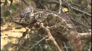 THE CHAMELEONS OF MADAGASCAR [upl. by Bullivant]