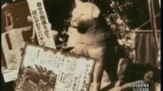 Hachiko A Dogs Tale of Loyalty in Tokyoflv [upl. by Meldoh]