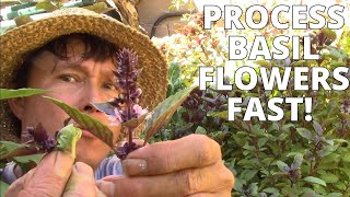 Best Way to Eat amp Preserve Basil Flowers When You Deadhead [upl. by Legnaesoj626]