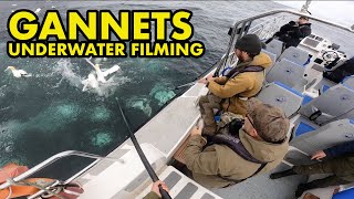 Gannets Filmed Underwater in Shetland [upl. by Nylrak202]