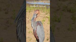 Kruger is a birder’s paradise birds birders animals animalshorts beautiful [upl. by Goodyear]