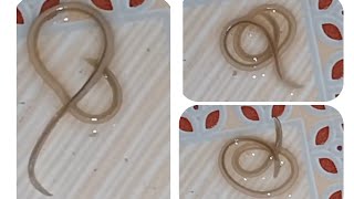 Ascaris lumbricoides 🥨 Round Worm 🪱  AschelminthesNematodes [upl. by Pricilla]