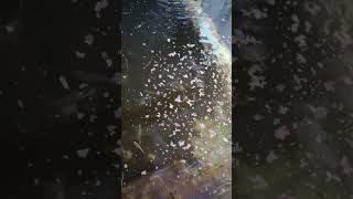 Home farming with aquaponics aquaponics mosquitofish homegardening [upl. by Slen]