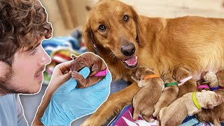 Helping Golden Retriever Give Birth to 11 Puppies [upl. by Ojybbob145]