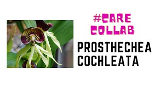 CareCollab Prosthechea Cochleata [upl. by Whit]