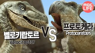 Velociraptor VS Protoceratops  The Land of Dinosaurs 07 벨로키랍토르 VS 프로토케라 [upl. by Brenden]