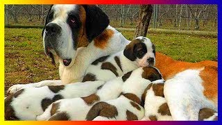 Pregnant Saint Bernards Dog Breeds Giving Birth To Many Cute Puppies [upl. by Aicenav]