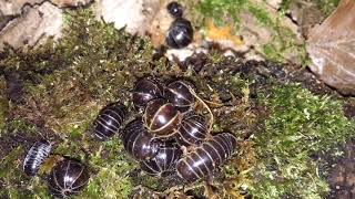 Glomeris marginata  Gesäumter Saftkugler [upl. by Neela528]