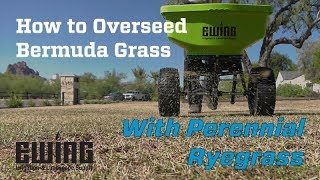 How To Overseed Bermuda Grass With Perennial Ryegrass [upl. by Glynn279]