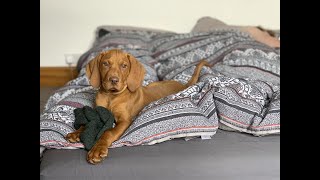 VIZSLA PUPPY  06 MONTHS  Sophia Lorax [upl. by Weasner]