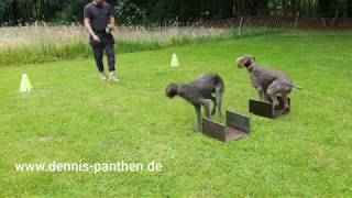 GERMAN WIREHAIRED POINTER Training and Obedience Deutsch Drahthaar [upl. by Ylatfen]