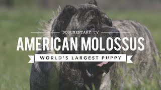 AMERICAN MOLOSSUS THE WORLDS LARGEST PUPPY [upl. by Ailat232]