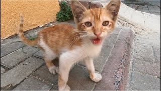 Feeding homeless stray kittens every daykids kitten cute [upl. by Burnaby]