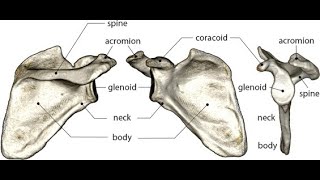 Anatomy of the Acromion Process and Coracoid Process of the Scapula Bone [upl. by Grantley250]