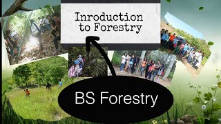 Introduction to Forestry  Brief History of Forestry in the Philippines [upl. by Portwin637]