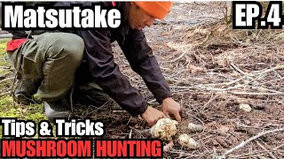 How To Hunt Matsutake Pine Mushrooms Tips amp Tricks After Other Foragers [upl. by Austina]