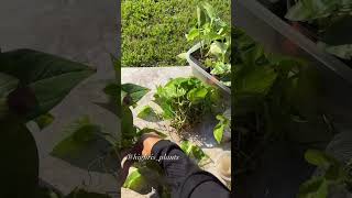 Pothos Water Propagation to Soil propagation pothos plants plantaddict waterpropagation plant [upl. by Kcolttam]