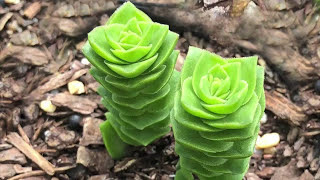 Crassula Varieties including Stacked Crassula Varieties  James Lucas Succulent collection [upl. by Zabrine710]