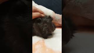 Baby Guinea Pig Wheeking and Squeaking 🥰 SO CUTE guineapignoises [upl. by Valeta]