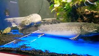 Bichir Tank with Silver Arowana [upl. by Yardna]