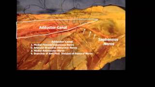 Saphenous Nerve Above the Knee [upl. by Edahsalof829]