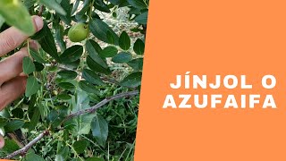 Jínjol o azufaifa el fruto del azufaifo [upl. by Sparke]