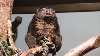 Bärenkuskus  Sulawesi bear cuscus  Tierpark Berlin 2024 [upl. by Adnara196]