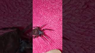 Tinto na panot 😁😱 gagamba masbatelines spider [upl. by Sanjiv906]