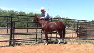 Part 1  Starting the 2 year old  Work on the Fence [upl. by Dorran]