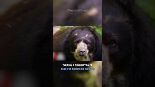 The Spectacled Bear  Natures Best Kept Secret [upl. by Bran]