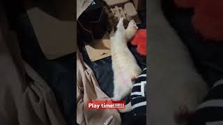 kung fu ferret ferret playtime [upl. by Eiltan]