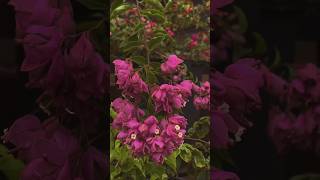 ID Tanglong Pink  Bougainvillea Garden  Flowers Bloom  Rare Collection  Tips  grafted  grow [upl. by Nahgrom546]