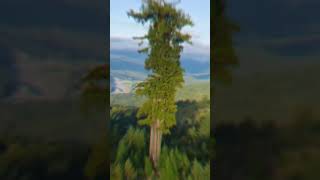 स्टैच्यू ऑफ लिबर्टी से लंबा है Hyperion treefacts factsinhindi tree wildlife [upl. by Olson]