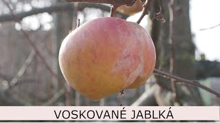 Voskované jablká [upl. by Ahter518]