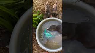 What Do I Feed Baby Otters [upl. by Ahtaga]