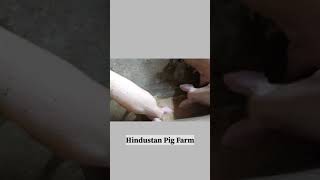 Hindustan pig farm  🐖🐷 pig farming [upl. by Muryh731]