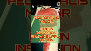 Pectoralis Major Breakdown Origins Nerves amp Actions  shorts shortfeeds [upl. by Iht]