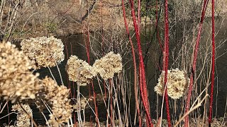 12 Deciduous Native Plants for Winter Interest [upl. by Holofernes363]