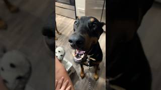 Doberman Pinscher whining 😩🥺😭 [upl. by Ethan]