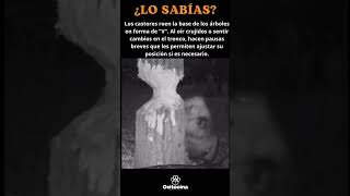 Los castores son unos cracks 🦫👷 curiosidades shortsviral animales castor [upl. by Notgnilra]