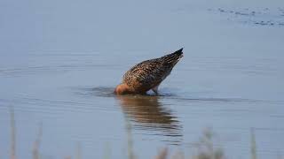 Bartailed Godwit searching for food 4K [upl. by Philan]