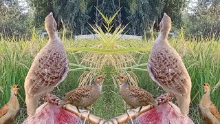 female and male teetar sound pheasant sounds jungali teetar irani teetar hunting sound teetar awaz [upl. by Caughey487]