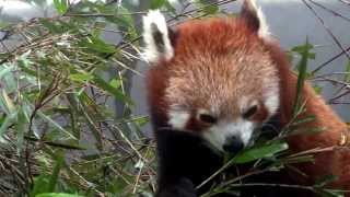 Red Panda at Darjeelings Padmaja Naidu Himalayan Zoological Park [upl. by Ciro]