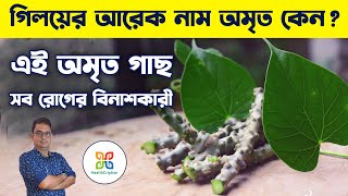 এই অমৃত গাছ সব রোগ সমূলে বিনাশ করতে পারে । 7 magical health benefits of GiloyTinospora cordifolia [upl. by Muiram997]