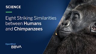 Eight Striking Similarities between Humans and Chimpanzees  Science pills [upl. by Alejandra906]