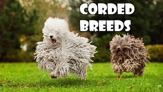 Podcast 100 What are the corded breeds and why are their coats like that [upl. by Arres]