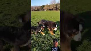 Bernese Mountain Dog Gets Annoyed shorts dog pets [upl. by Russon920]