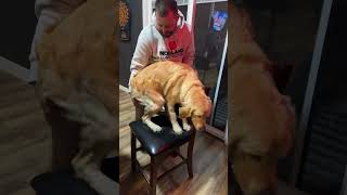 Well trained dog acts like a human 😵‍💫 goldenretriever humandog intraining 101 [upl. by Tamar870]